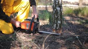 Best Storm Damage Tree Cleanup  in Vassar College, NY